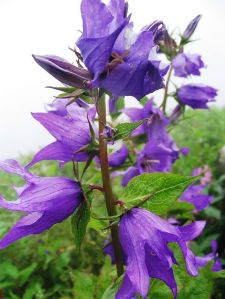 640px-ValleyOfFlowers_purpleflower
